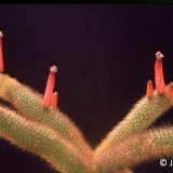 Cleistocactus brookeae ssp vulpis-cauda ©JLcoll.689.jpg